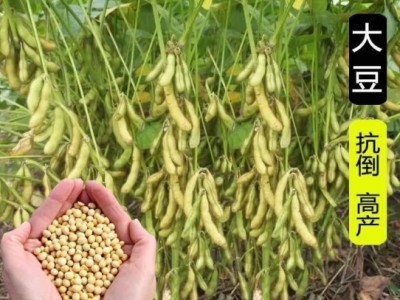 黃豆種子非轉基因黑臍大豆種籽春夏