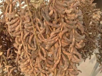 千斤大豆種子 農(nóng)戶大田種植高蛋白黃