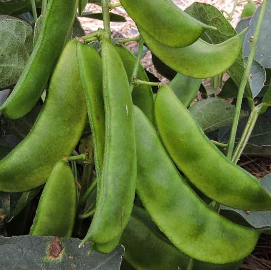 微信截圖_20240415110554