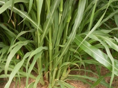 青上青墨西哥玉米草多年生牧草種子