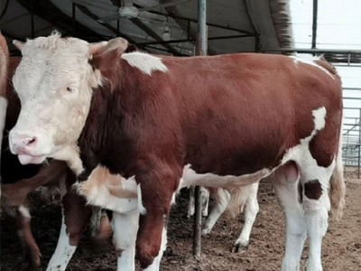 改良西門塔爾牛 養牛場雜交脫溫肉牛