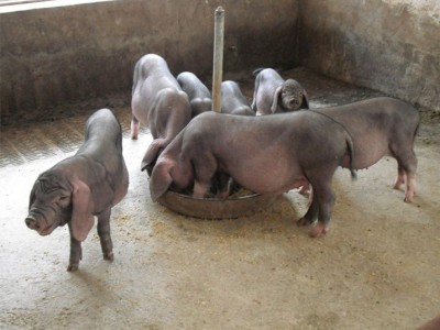 優良牧業 純種黑豬 太湖豬 生態養殖