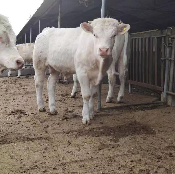 微信截圖_20240415133347