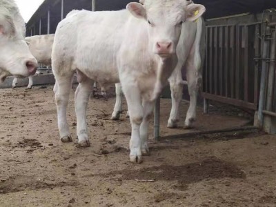 脫溫雜交改良肉牛小牛犢 散養夏洛萊