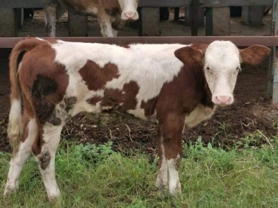 養(yǎng)殖場成年西門塔爾牛 改良種公牛 