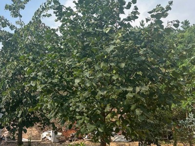 路邊防護林 帶土球發貨 景觀椴樹 現