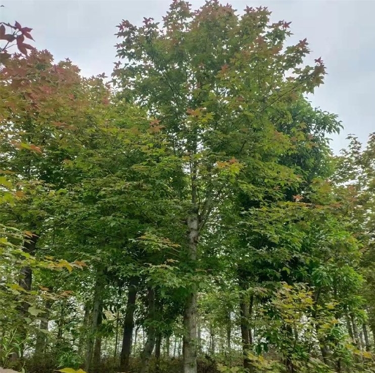 微信截圖_20240415133716