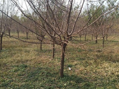 山杏 本地鄉(xiāng)土樹種 可綠化荒山 沙荒