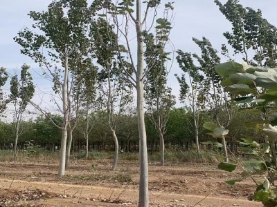 大量出售高速防護林 新 疆楊 8公分 