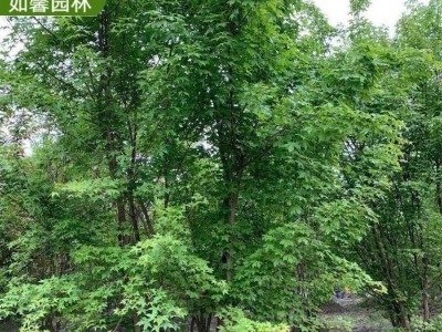 基地供應叢生元寶楓樹苗 耐寒 園林