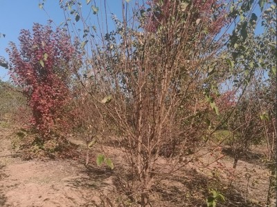 山杏 本地鄉土樹種 可綠化荒山 沙荒