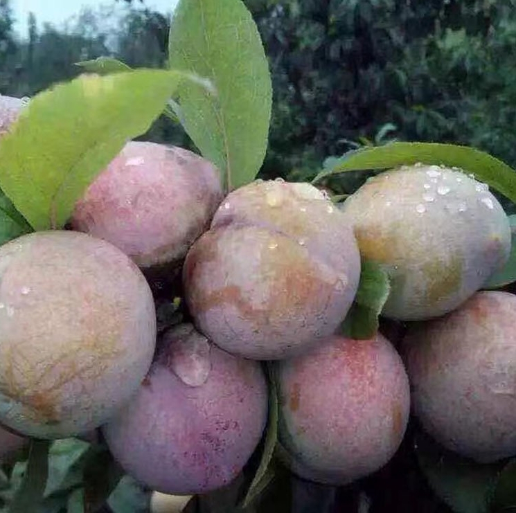 微信截圖_20240415140045